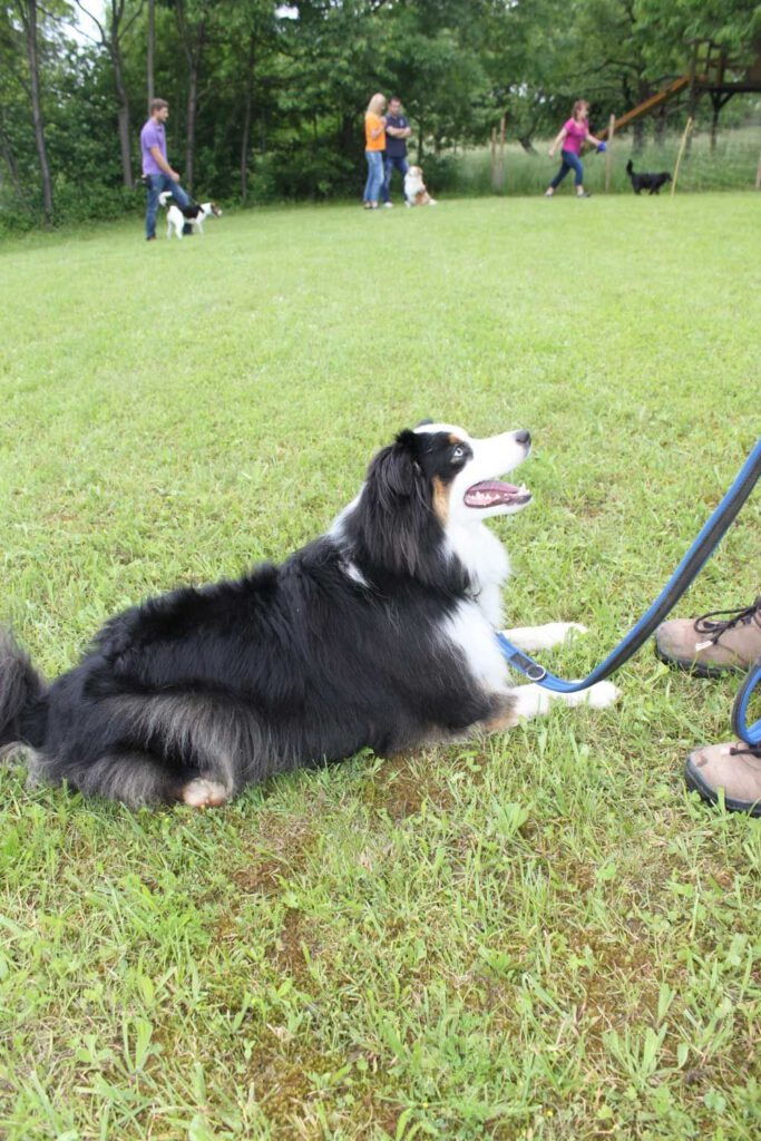 imgi_119_hunderennen-2016-36-683x1024