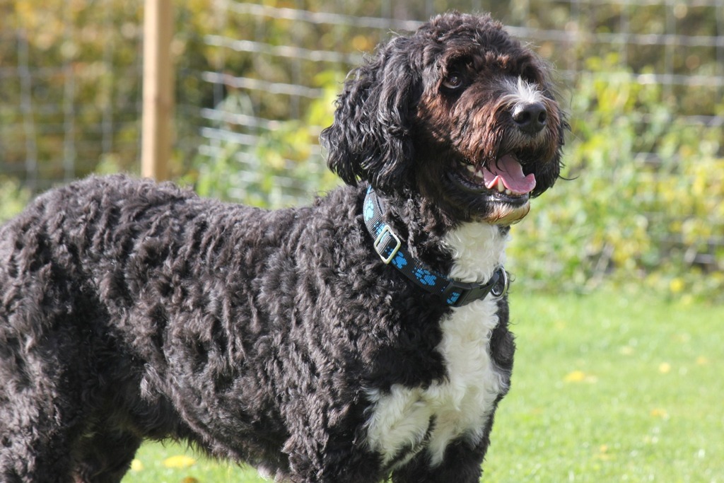 Oktober 2017 – Obedience Seminar
