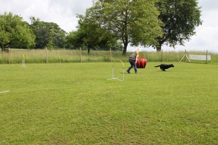 imgi_249_hunderennen-2016-1