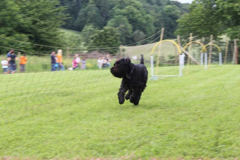 imgi_255_hunderennen-2016-7