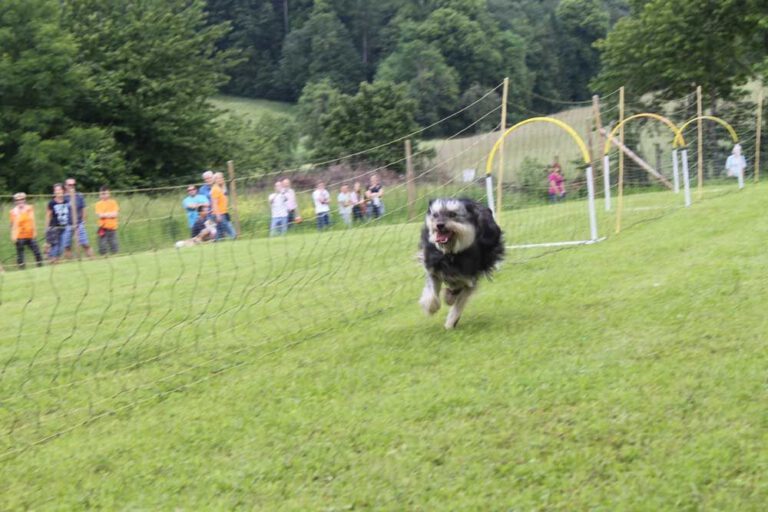 imgi_257_hunderennen-2016-9