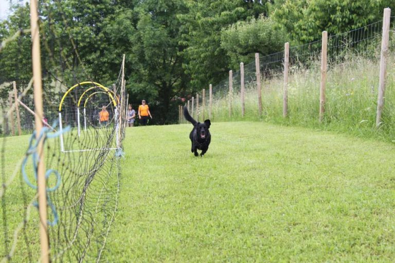 imgi_258_hunderennen-2016-10