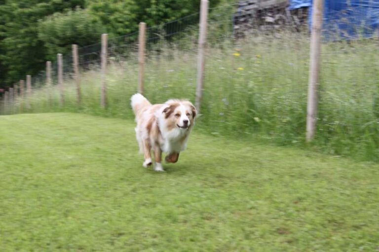 imgi_260_hunderennen-2016-12