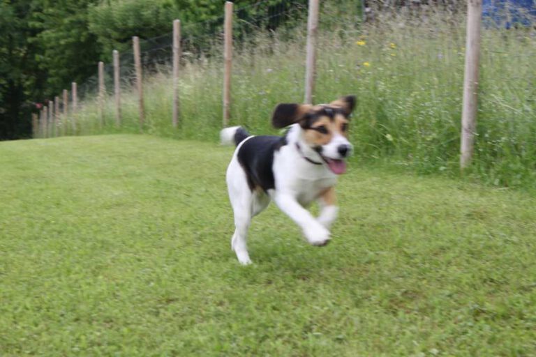 imgi_261_hunderennen-2016-13