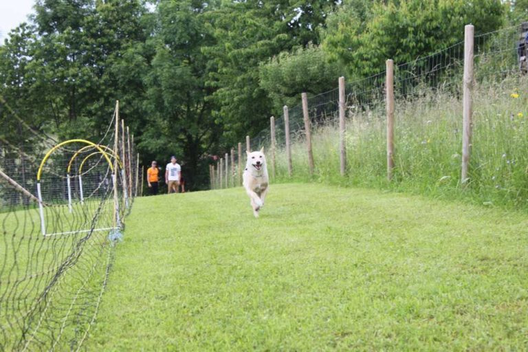 imgi_262_hunderennen-2016-14
