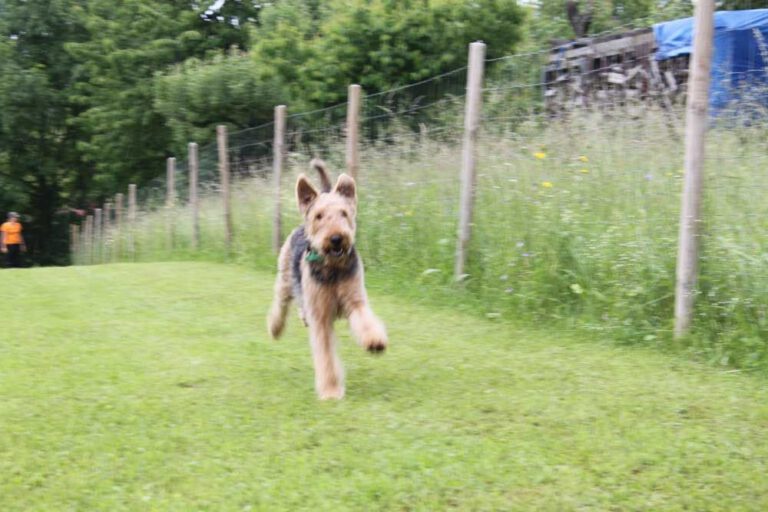 imgi_264_hunderennen-2016-16