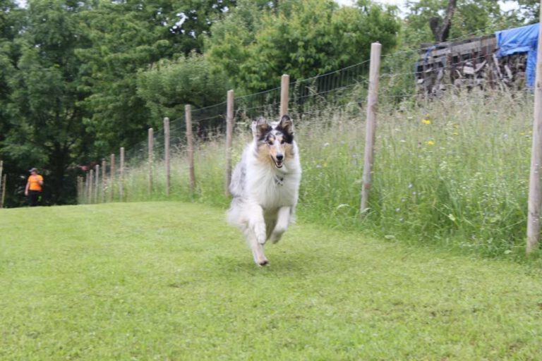 imgi_266_hunderennen-2016-18
