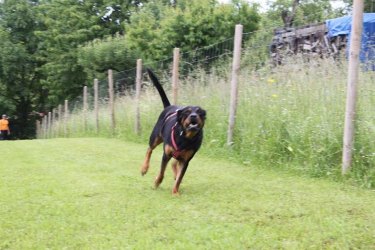 imgi_268_hunderennen-2016-20