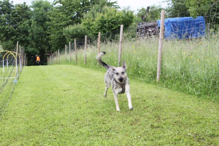 imgi_270_hunderennen-2016-22