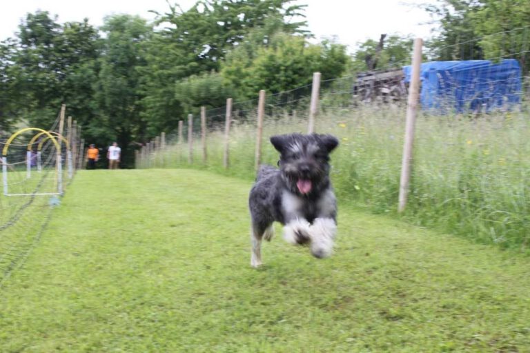 imgi_277_hunderennen-2016-29