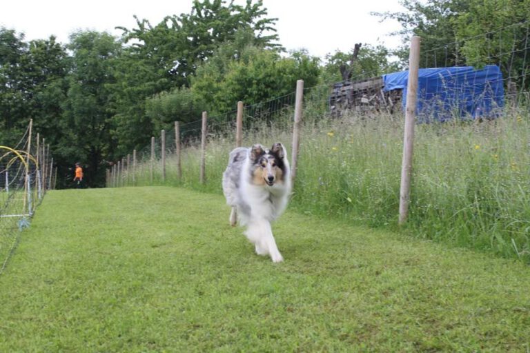 imgi_278_hunderennen-2016-30
