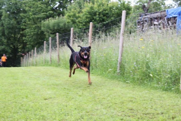 imgi_280_hunderennen-2016-32