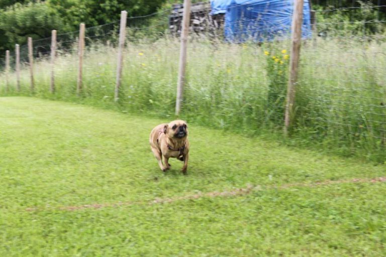 imgi_347_hunderennen-2016-5