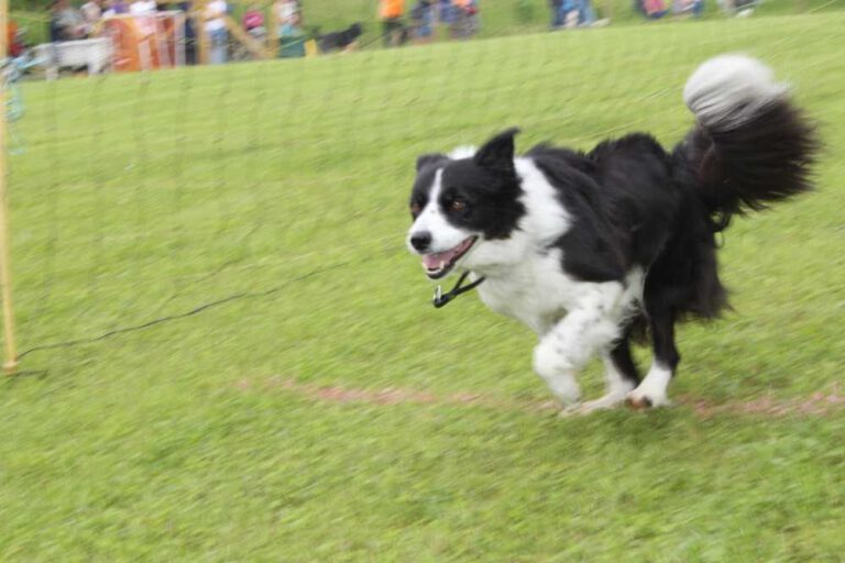 imgi_353_hunderennen-2016-8