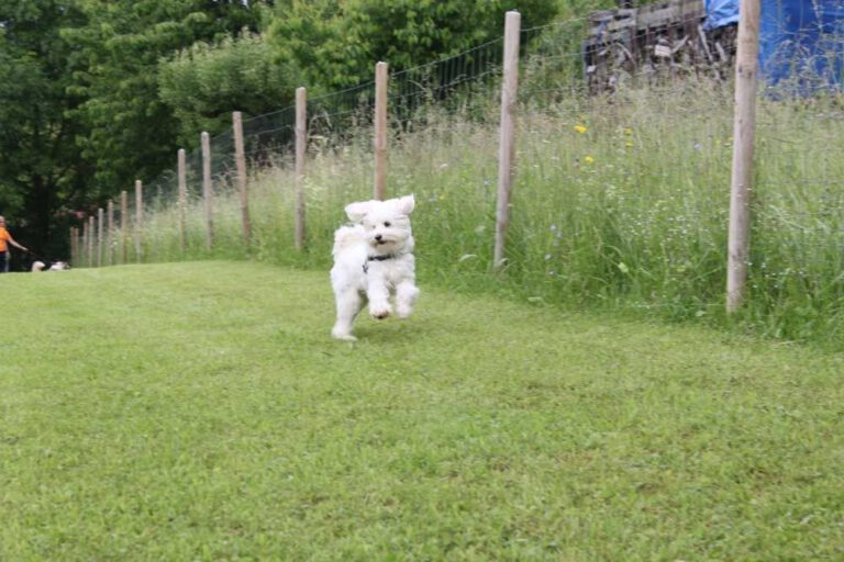 imgi_359_hunderennen-2016-11