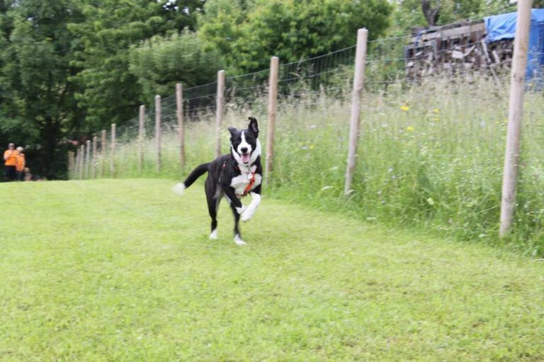imgi_367_hunderennen-2016-15