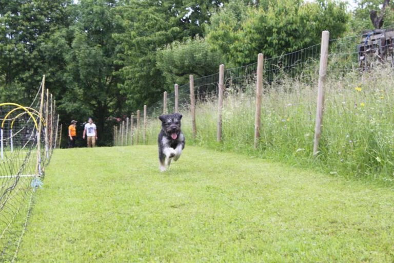 imgi_371_hunderennen-2016-17