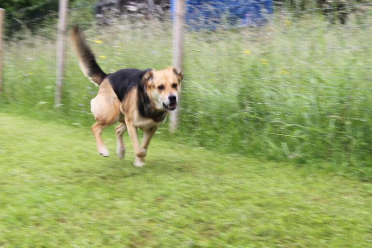 imgi_375_hunderennen-2016-19