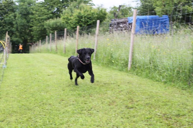 imgi_383_hunderennen-2016-23