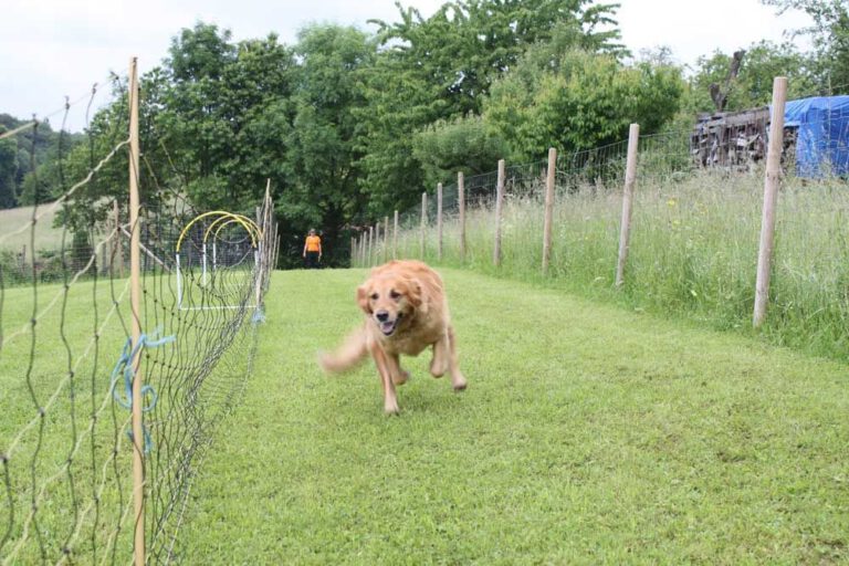 imgi_385_hunderennen-2016-24