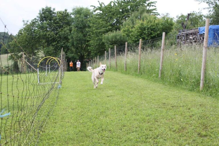 imgi_389_hunderennen-2016-26
