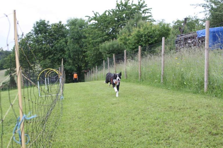 imgi_391_hunderennen-2016-27
