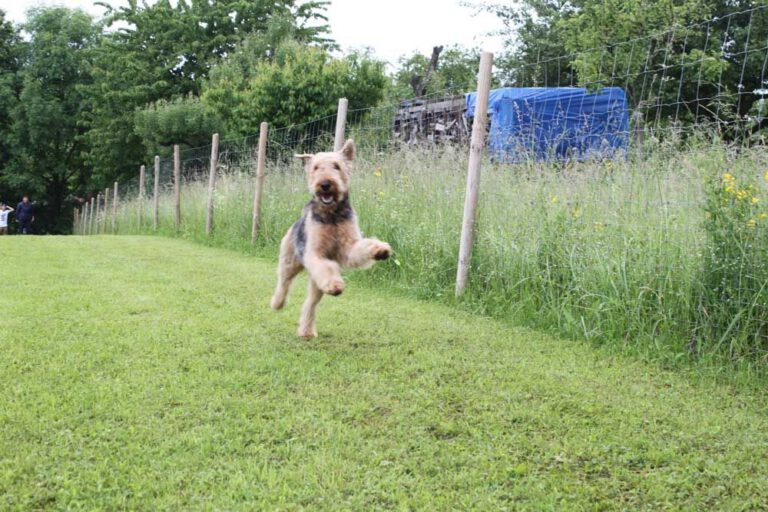 imgi_393_hunderennen-2016-28