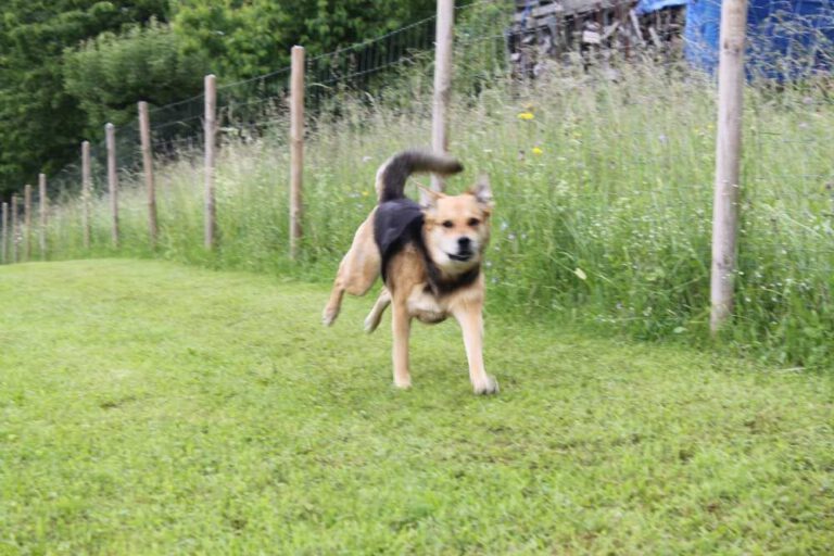 imgi_399_hunderennen-2016-31